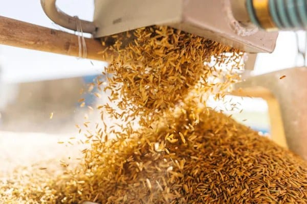 Exportação de Arroz Dispara 80%