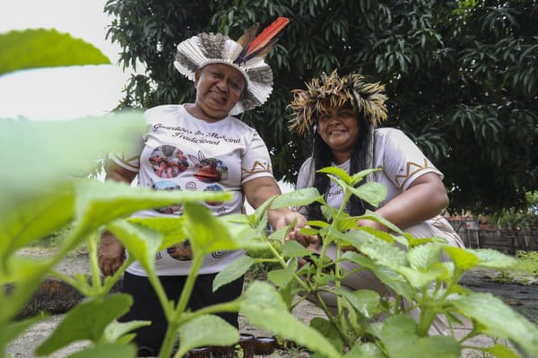 Saberes indígenas impulsionam fitoterápicos no Nordeste